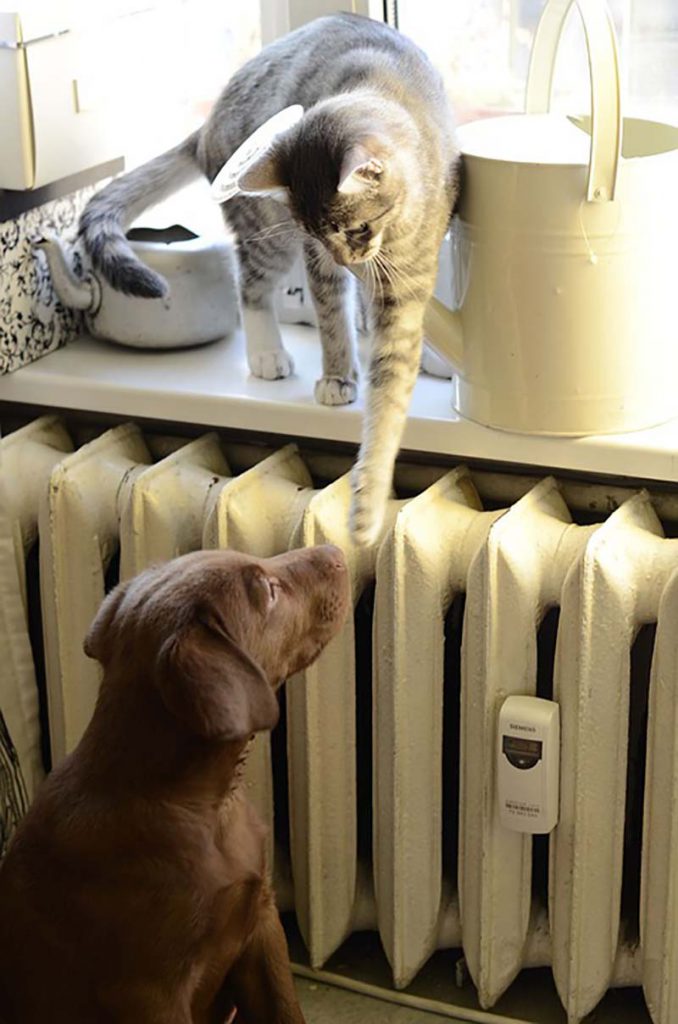 ＜金巻とも子氏コラム＞第１回 犬や猫との「伴暮らし」