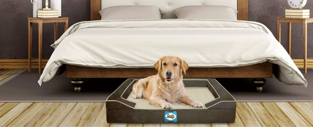 モニター募集キャンペーン①（Sealy Dog Bed）