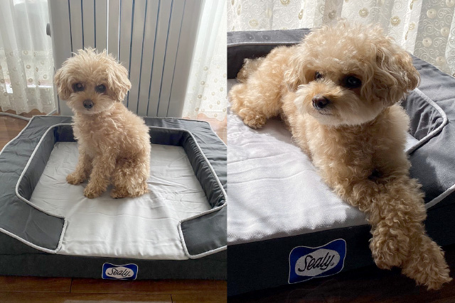 Sealy Dog Bed モニターレポート①公開