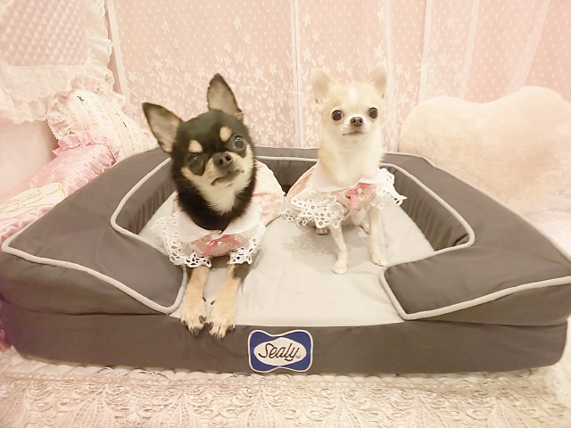 Sealy Dog Bed モニターレポート①公開