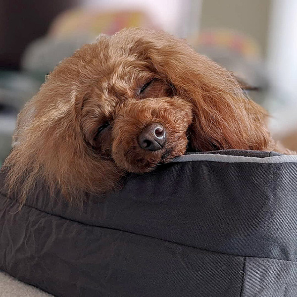 Sealy Dog Bed モニターレポート②公開