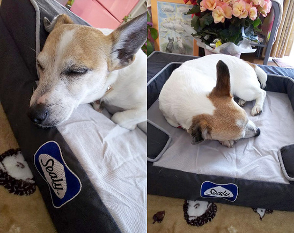 Sealy Dog Bed モニターレポート②公開