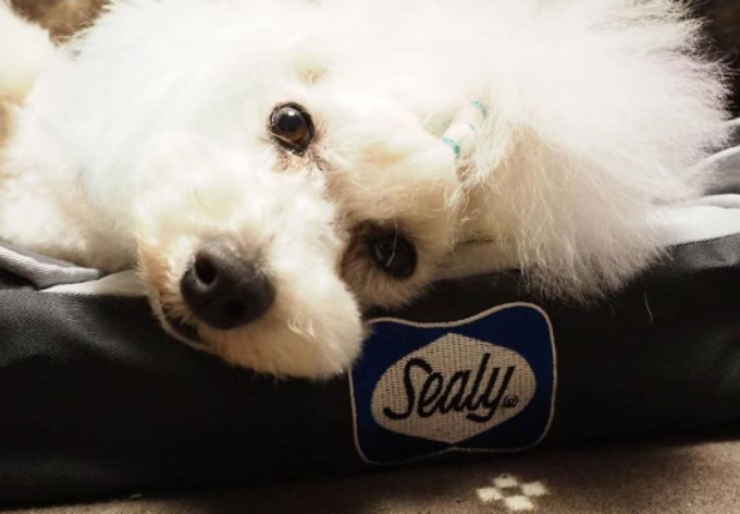 Sealy Dog Bed モニターレポート③公開