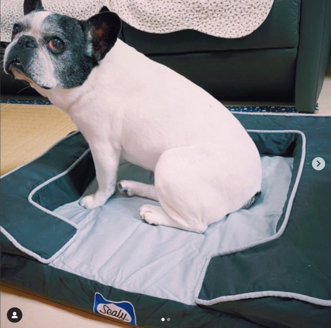 Sealy Dog Bed モニターレポート③公開