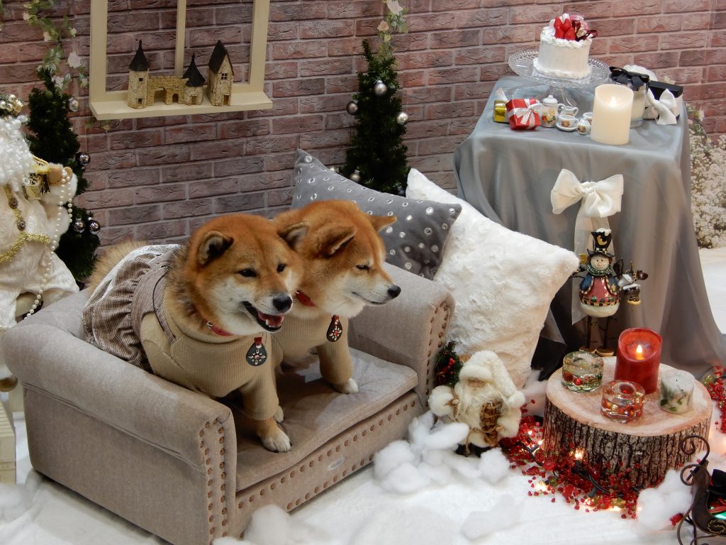 第4回Pet Saloneを開催！