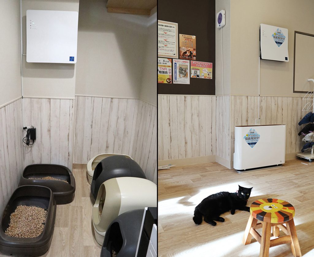 保護猫カフェ「ねこかつ」が目指す猫との共存とは。