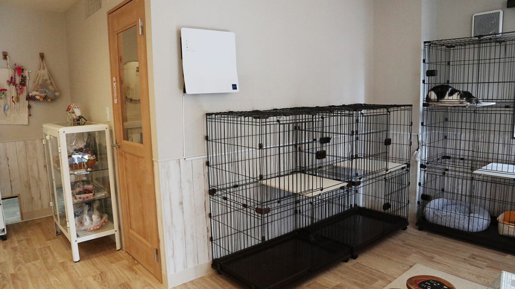 保護猫カフェ「ねこかつ」が目指す猫との共存とは。