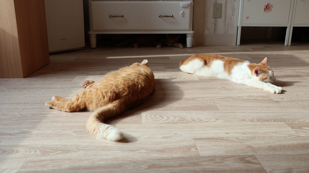 保護猫カフェ「ねこかつ」が目指す猫との共存とは。