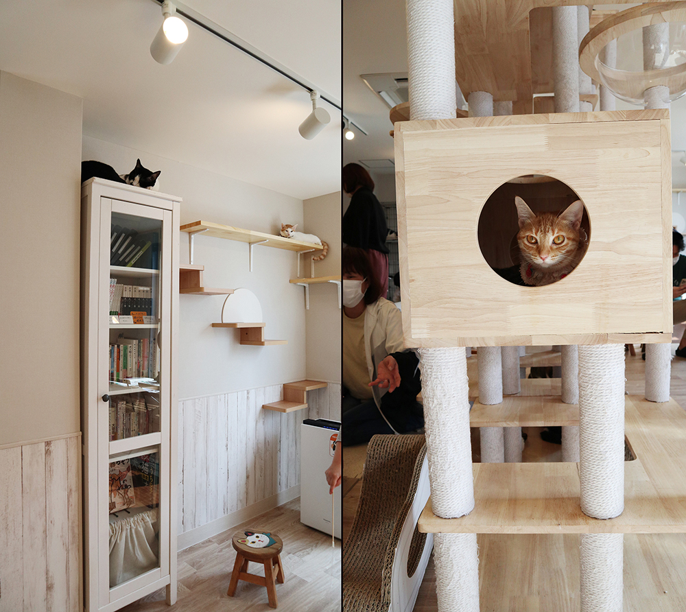 保護猫カフェ「ねこかつ」が目指す猫との共存とは。