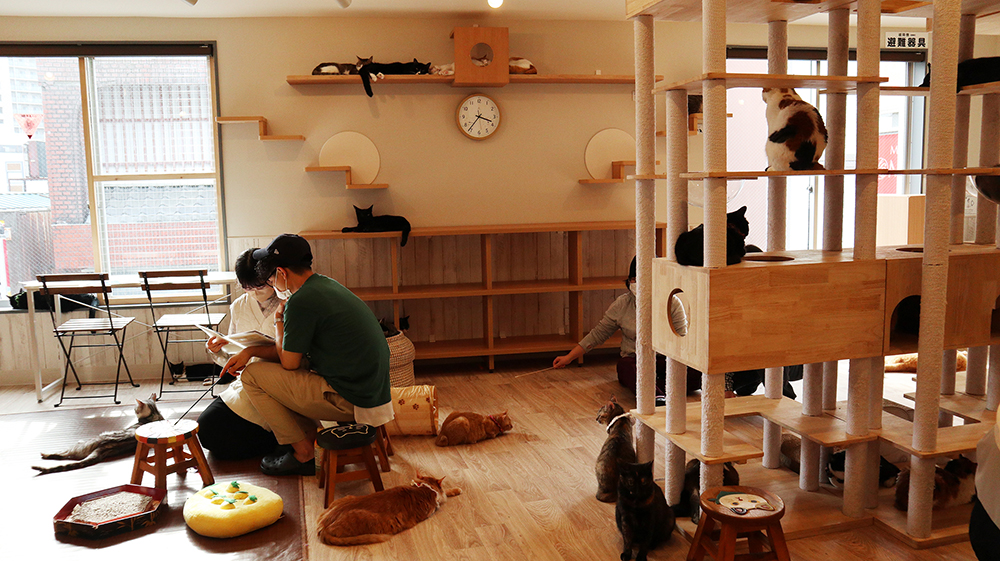 保護猫カフェ「ねこかつ」が目指す猫との共存とは。