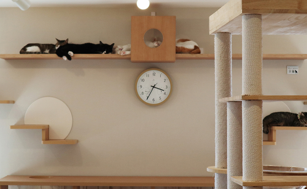 保護猫カフェ「ねこかつ」が目指す猫との共存とは。