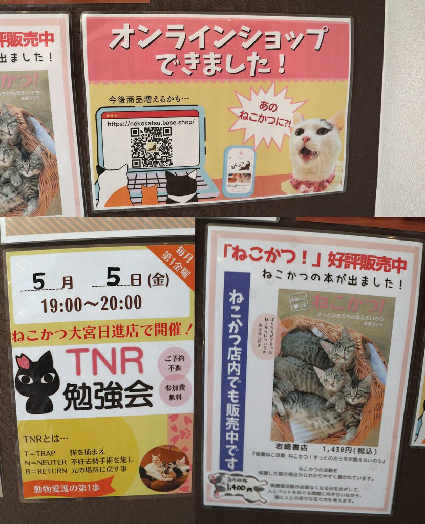 保護猫カフェ「ねこかつ」が目指す猫との共存とは。