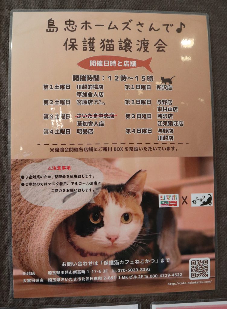 保護猫カフェ「ねこかつ」が目指す猫との共存とは。