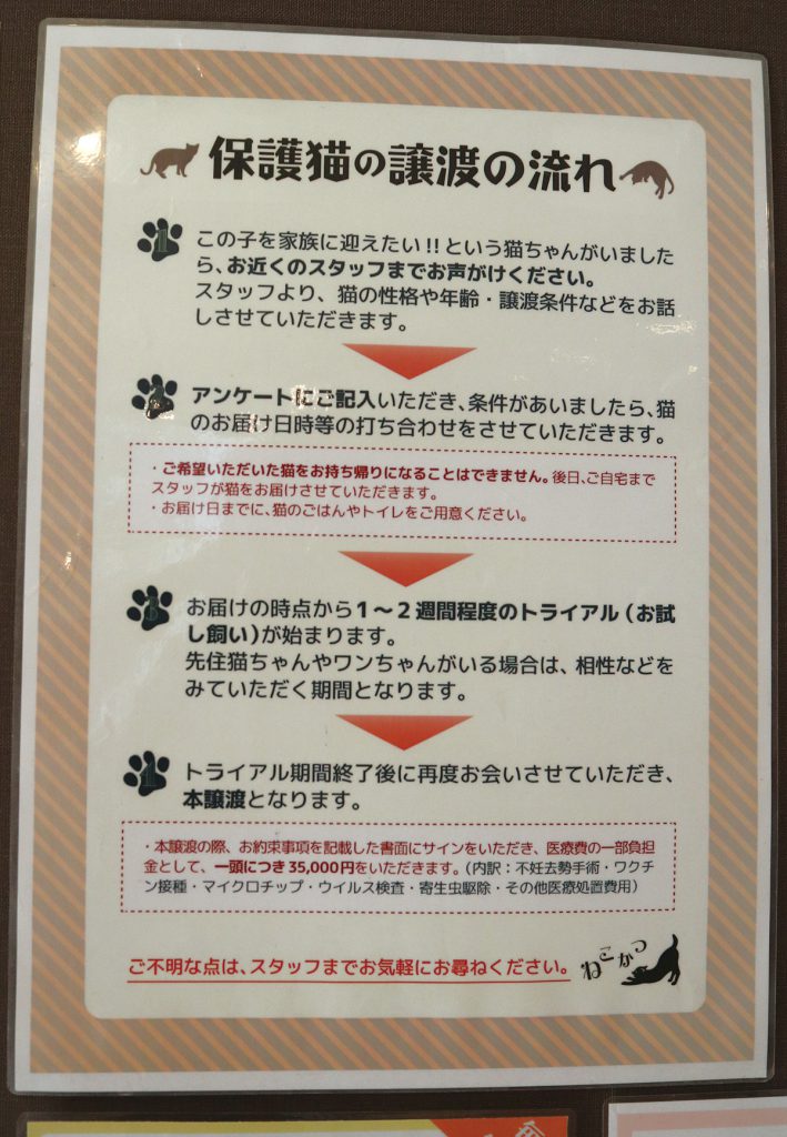 保護猫カフェ「ねこかつ」が目指す猫との共存とは。