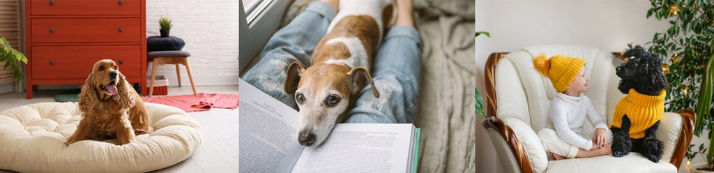 【犬との住まいアドバイザー（Basic）資格講座のご案内】