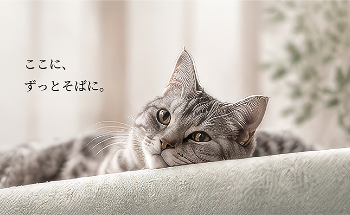 猫がソファの上で寝ている画像
